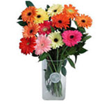 Gerbera Daisy is one of the flowers that is on fashion nowadays in Argentina. 
...