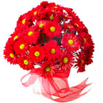Red Feeling : Red Daisies