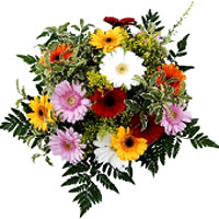 Color: mixed<br>The Gerbera has always in season, their mageritenfrmige, colorf...
