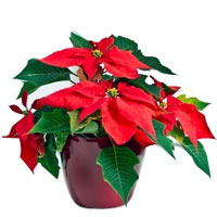 Poinsettia is a popular holiday decoration and gift....