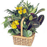 Stems of yellow alstroemeria add sunny color to this basket of assorted green pl...