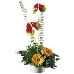 An imaginative flower arrangement that will bring lasting joy.  
...