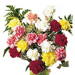 This bouquet of multi colourd carnations is just the perfect fit on any occasion...