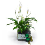 A New Year plant arrangement of white peace lilies in a modern base and decorate...