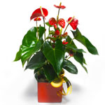 A striking plant arrangement with red anthurium in full flower. Stylishly presen...