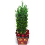 A lovely conifer tree in a red pot. This marvellous tree is decorated with a New...