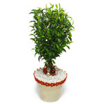 A sensational ficus plant with a modern ball style in a light coloured base with...