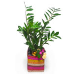 A lucky zamioculca plant in a basket style base. This wonderful plant is decorat...