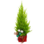 A New Year conifer tree in a pot and finished with New Year decorations like a s...