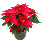 Poinsettias are also known as the Flower of the Holy Night, or the New Year flow...