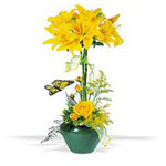 Yellow Lily Arrangement in a vase...