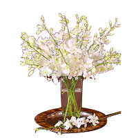 A soft sensual image of  15 stems of white dendrobium orchids, that looks like t...