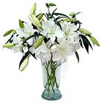 The breathtaking Casablanca lilies are known for their dramatic white blossoms a...