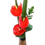 Modern arrangement of three gorgeous Anthuriums into a tall antique look vase. <...