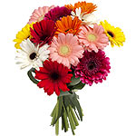 Cute Colorful Christmas World of Gerbera Daisies Bouquet