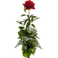 One rose is very popular and tried gift. It's the perfect gift for any occasion....