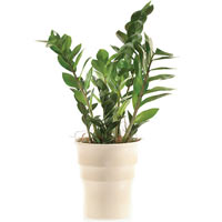 Give a little bit of green! Potted plant with exotic sounding name 