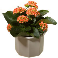 Simply excellent!<br>Klanchoe as a very popular pot plant is suitable for Birthd...