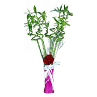 Chance Vase of Pink Roses in bamboo. In this bouquet of 5 red roses 6 piece of g...