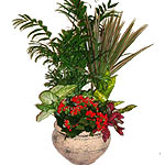 An assortement of blooming & green plants in a basket will perk up their day. Th...