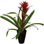 Guzmania are very showy bromeliads with large star shaped flower heads in vibran...