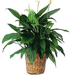 This floor-sized plant with its shiny dark green leaves produces striking white ...