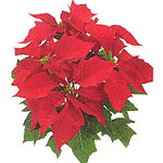 This beautiful festive New Year poinsettia potted plant will bring New Year chee...