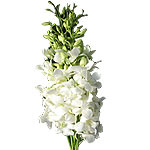 Send someone special, these charming orchids. They will surely love its beauty a...