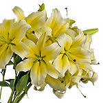 Express your emotions by sending these beautiful lilies. A gift that will convey...