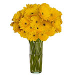 Gerberas are the symbol of mothers love. An ideal gift for Mom - or someone whom...