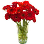 These 10 stems of red gerberas are a traditional gift as expression of love .<br...