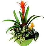 Send Plants To Angola