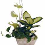 Whether at the office or in their home, the arrangements of plants with an artfu...