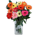 Gerbera Daisy