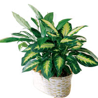 Dieffenbachia