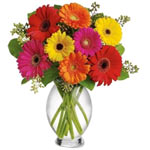 Radiant & colorful arrangement of mixed gerberas to send a smile. Vase included...