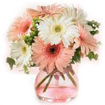 Premium Pink and Heavenly White Gerberas