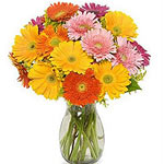 Make a romantic statement with fresh, long- stem of flowers, this 12 mix gerbera...