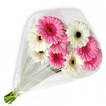 Vivid Gerbera Daisy Collection