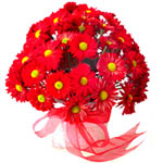 Red Feeling : Red Daisies