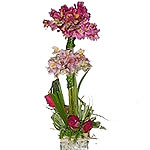 Emotion: Astromelia Arrangement