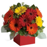 Brighten their day with this exuberant burst of beauty! Joyful gerberas make eve...