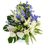 Delicate Oriental lilies, adorable anthuriums, sweet snapdragons, and delightful...