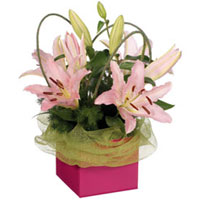 Stunning Display of Lilies with Lush Greens in a Box