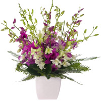 Stimulating Arrangement of Magenta Shade Orchids in a Pot<br>