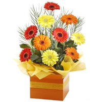 Radiant Large Box of Mixed Color Gerberas<br>