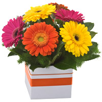 Festive Compilation of Mixed Gerberas in Box
