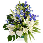 Delicate Oriental lilies, adorable anthuriums, swe......  to Ipswich