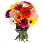 Gorgeous Multi-Coloured Gerbera Bouquet