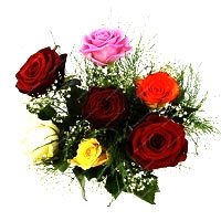 Rose Surprise